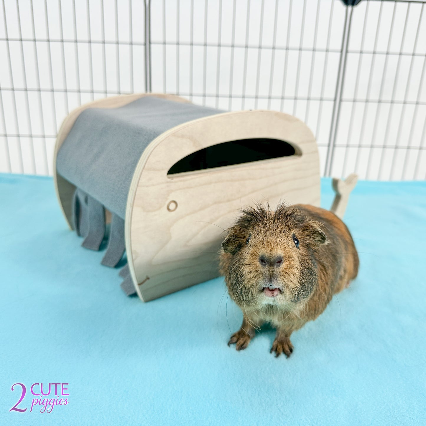 Whale Guinea Pig Hidey