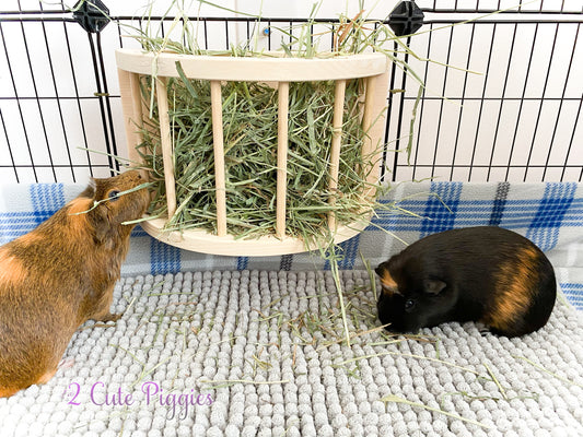 The Golden Standard: The Benefits of Kiln-Dried Wood in Guinea Pig Feeders from 2CutePiggies.com