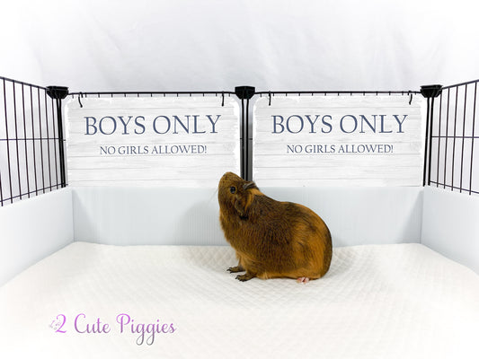 Guinea Pig C&C Cage Decorative Panel - BOYS ONLY - 13"wx9"tall