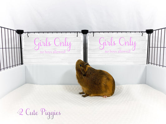 Guinea Pig C&C Cage Decorative Panel - GIRLS ONLY - 13"wx9"tall