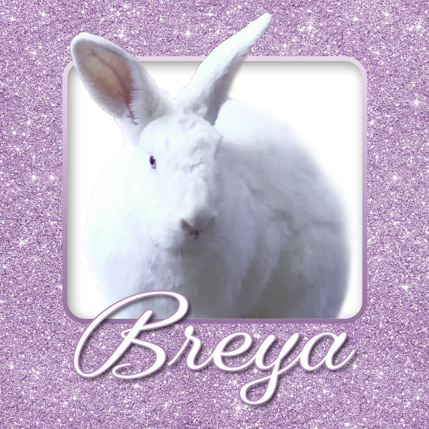 Bunny Rabbit Name Tag with Picture of Your Rabbit - 3-D Effect Glitter - Cage Tag 8"x8"