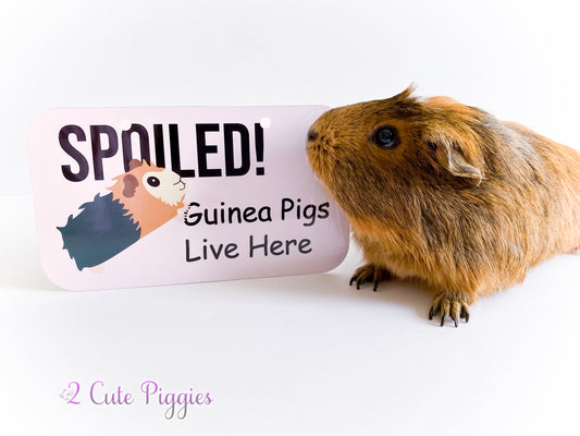 Spoiled Guinea Pigs Live Here - Cage Tag - 4"x7"