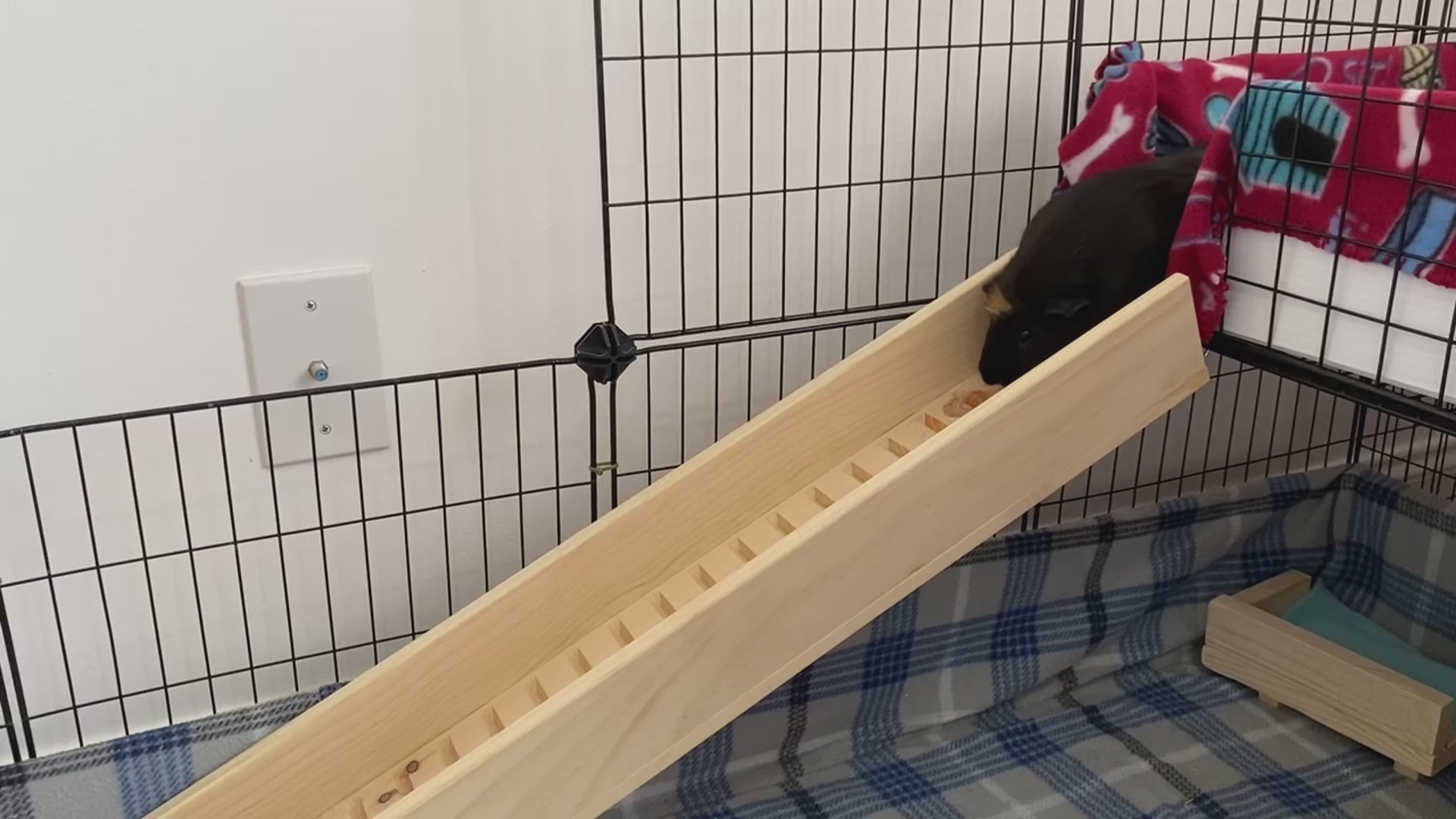 Guinea Pig Ramp without Sides 5.5 Width 2 Cute Piggies